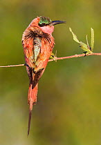 Carmine bee-eater {Merops nubicoides} Chobe NP, Botswana
