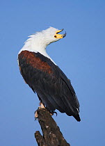 African fish eagle calling {Haliaeetus vocifer} Chobe NP, Botswana