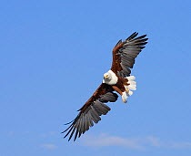 African fish eagle flying {Haliaeetus vocifer} Chobe NP, Botswana
