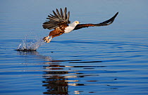 African fish eagle fishing {Haliaeetus vocifer} Chobe NP, Botswana