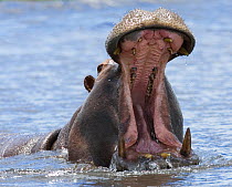 RF- Hippopotamus with mouth open (Hippopotamus amphibius). Chobe National Park, Botswana. (This image may be licensed either as rights managed or royalty free.)