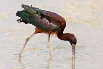 Glossy ibis feeding {Plegadis falcinellus} Etosha NP, Namibia, non breeding plumage
