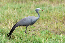 Blue / Stanley crane {Anthropoides paradisea} Etosha NP, Namibia