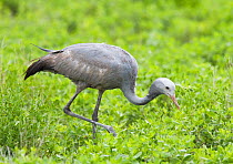 Blue / Stanley crane feeding {Anthropoides paradisea} Etosha NP, Namibia