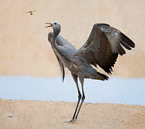 Blue / Stanley crane tossing twig {Anthropoides paradisea} Etosha NP, Namibia