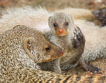 Banded mongoose + young {Mungos mungo} Etosha NP, Namibia