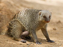 Banded mongoose suckling young {Mungos mungo} Etosha NP, Namibia