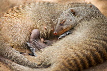 Banded mongoose pair with suckling young {Mungos mungo} Etosha NP, Namibia