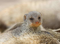 Banded mongoose young {Mungos mungo} Etosha NP, Namibia