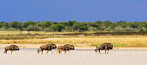 Wildebeest crossing the flood plain {Connochaetes taurinus} Etosha NP, Namibia