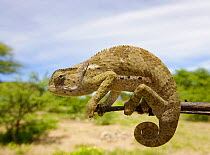 Flap necked chameleon {Chamaeleo dilepis} Etosha NP, Namibia