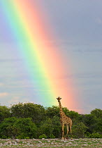 RF- Giraffe (Giraffa camelopardalis) at end of rainbow. Etosha National Park, Namibia. (This image may be licensed either as rights managed or royalty free.)