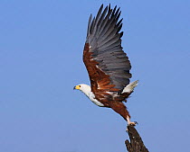 African fish eagle taking off {Haliaeetus vocifer} Chobe NP, Botswana