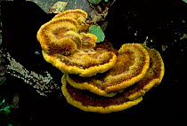Phaeolus schweinitzii bracket fungus, New Forest, UK.