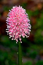 Swamp pink {Helonias bullata} New Jersey, USA.