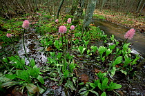 Swamp pinks flowering in swamp {Helonias bullata} New Jersey, USA.