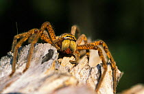 Badge huntsman spider {Neosparassus sp} Northern Territory, Australia