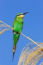 RF- Blue cheeked bee-eater (Merops persicus). Chobe National Park, Botswana. (This image may be licensed either as rights managed or royalty free.)