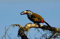 Plate-billed mountain toucan {Andigena laminirostris} Ecuador, Mindo Cloud forest