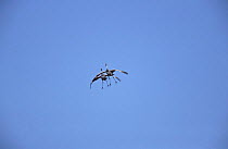Two Sandhill cranes landing {Grus canadensis} Bosque del Apache, NM, USA.