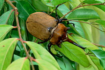 Rhinoceros beetle, Tortugero NP, Costa Rica