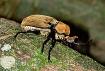 Rhinoceros beetle, Tortugero NP, Costa Rica