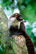 Southern coati {Nasua nasua} Monteverde, Costa Rica