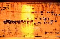 Lapwing flock at dawn on marsh {Vanellus vanellus} winter, UK.