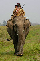 Game wardens on elephant, Anti rhino and tiger poaching patrol, Kaziranga NP, Assam.