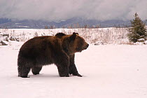 Brown bear in snow {Ursus arctos} captive, Grand Teton Mountains, Idaho, USA.