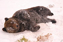 Brown bear cooling in snow {Ursus arctos} captive Grand Teton Mtns, Idaho, USA.