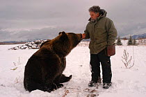 Brown bear with handler {Ursus arctos} captive, Grand Teton Mountains, USA.