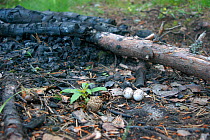Nightjar {Caprimulgus europaeus} nest + eggs in campfire ash, Lake Ladoga, Russia