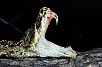 Eastern diamondback rattlesnake, mouth open, fangs {Crotalus adamanteus} USA.