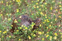 Gulf coast box turtle {Terrapene carolina major} Florida, USA.