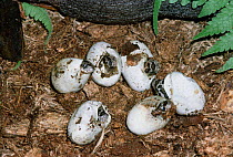 Eastern hog nosed snakes hatching from eggs {Heterodon platyrhinos} Florida, USA.