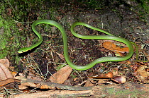 Rough green snake {Opheodrys aestivus} captive