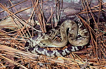 Southern pine snake, juvenile {Pituophis melanoleucus mugitus} Florida, USA.