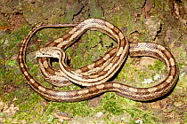 Gulf hammock rat snake {Elaphe obsoleta spiloides} Florida, USA