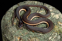 Queen snake {Nerodia spetemuittata} Florida, USA.