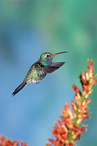 Broad billed hummingbird hovering at flower {Cynanthus latirostris} Arizona, USA.
