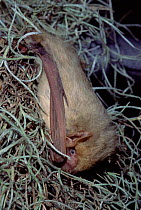 Northern yellow bat roosting {Lasiurus intermedius}