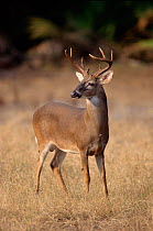 Whitetail deer stag {Odocoileus virginianus} Florida, USA.