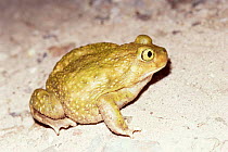 Couch's spadefoot toad {Scaphiopus couchii} Arizona, USA.