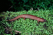Southern red salamander {Pseudotriton ruber vioscai} Florida, USA.