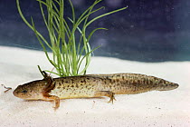 Mole salamander larva {Ambystoma talpoideum}
