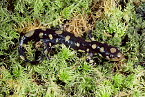 Tiger salamander {Ambystoma tigrinum} Florida, USA.