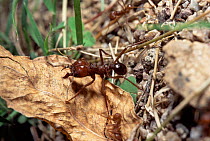 Leafcutter ant {Atta sp} Sonora, Mexico