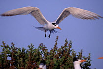 Royal tern flying {Thalasseus maximus} USA.
