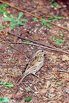Savannah sparrow {Passerculus sandwichensis} Florida, USA.